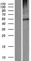 FBXW12 Protein - Western validation with an anti-DDK antibody * L: Control HEK293 lysate R: Over-expression lysate