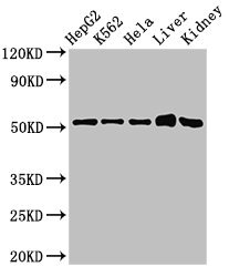 FBXW2 Antibody - Western Blot Positive WB detected in: HepG2 whole cell lysate, K562 whole cell lysate, Hela whole cell lysate, Mouse liver tissue, Mouse kidney tissue All lanes: FBXW2 antibody at 3µg/ml Secondary Goat polyclonal to rabbit IgG at 1/50000 dilution Predicted band size: 52, 45 kDa Observed band size: 52 kDa