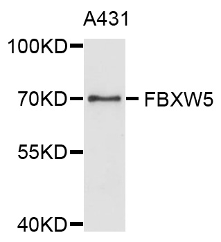 FBXW5 Antibody - Western blot analysis of extract of A431 cells.