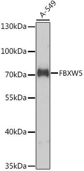 FBXW5 Antibody - Western blot analysis of extracts of A-549 cells using FBXW5 Polyclonal Antibody at dilution of 1:1000.