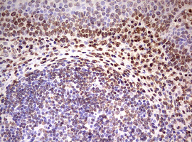 FBXW7 / FBW7 Antibody - IHC of paraffin-embedded Human tonsil using anti-FBXW7 mouse monoclonal antibody. (Heat-induced epitope retrieval by 10mM citric buffer, pH6.0, 120°C for 3min).