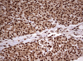FBXW7 / FBW7 Antibody - IHC of paraffin-embedded Human pancreas tissue using anti-FBXW7 mouse monoclonal antibody. (Heat-induced epitope retrieval by 10mM citric buffer, pH6.0, 120°C for 3min).