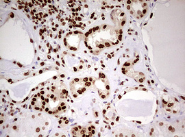 FBXW7 / FBW7 Antibody - IHC of paraffin-embedded Human Kidney tissue using anti-FBXW7 mouse monoclonal antibody. (Heat-induced epitope retrieval by 10mM citric buffer, pH6.0, 120°C for 3min).