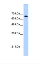 FBXW7 / FBW7 Antibody - Jurkat cell lysate. Antibody concentration: 0.25 ug/ml. Gel concentration: 12%.  This image was taken for the unconjugated form of this product. Other forms have not been tested.