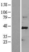 FBXW7 / FBW7 Protein - Western validation with an anti-DDK antibody * L: Control HEK293 lysate R: Over-expression lysate