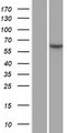 FBXW7 / FBW7 Protein - Western validation with an anti-DDK antibody * L: Control HEK293 lysate R: Over-expression lysate