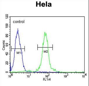 FBXW8 Antibody - FBXW8 Antibody flow cytometry of HeLa cells (right histogram) compared to a negative control cell (left histogram). FITC-conjugated goat-anti-rabbit secondary antibodies were used for the analysis.