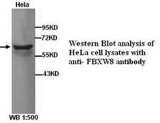 FBXW8 Antibody