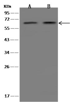 FCAMR Antibody - Anti-FCAMR rabbit polyclonal antibody at 1:500 dilution. Lane A: Mouse spleen tissue lysate. Lane B: Mouse small intestine tissue lysate. Lysates/proteins at 30 ug per lane. Secondary: Goat Anti-Rabbit IgG (H+L)/HRP at 1/10000 dilution. Developed using the technique. Performed under reducing conditions. Predicted band size: 58 kDa. Observed band size: 65 kDa.