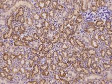 FCAMR Antibody - Immunochemical staining of mouse FCAMR in mouse kidney with rabbit polyclonal antibody at 1:200 dilution, formalin-fixed paraffin embedded sections.