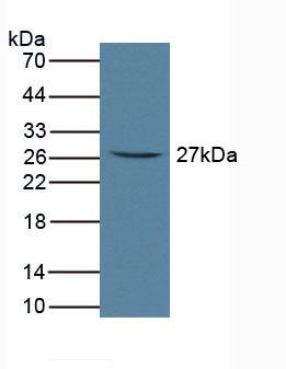 FCAR / CD89 Antibody - Western Blot; Sample: Rat Serum.