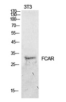 FCAR / CD89 Antibody - Western Blot analysis of extracts from NIH-3T3 cells using FCAR Antibody.
