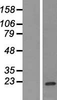 FCAR / CD89 Protein - Western validation with an anti-DDK antibody * L: Control HEK293 lysate R: Over-expression lysate