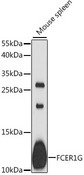 FCER1G Antibody - Western blot analysis of extracts of mouse spleen, using FCER1G antibody at 1:1000 dilution. The secondary antibody used was an HRP Goat Anti-Rabbit IgG (H+L) at 1:10000 dilution. Lysates were loaded 25ug per lane and 3% nonfat dry milk in TBST was used for blocking. An ECL Kit was used for detection and the exposure time was 90s.