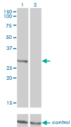 FcERI / Fc Epsilon RI Antibody - Western blot analysis of FCER1A over-expressed 293 cell line, cotransfected with FCER1A Validated Chimera RNAi (Lane 2) or non-transfected control (Lane 1). Blot probed with FCER1A monoclonal antibody (M01), clone 2C12-3B6 . GAPDH ( 36.1 kDa ) used as specificity and loading control.