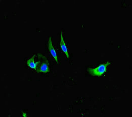 FcERI / Fc Epsilon RI Antibody - Immunofluorescent analysis of Hela cells diluted at 1:100 and Alexa Fluor 488-congugated AffiniPure Goat Anti-Rabbit IgG(H+L)