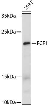 FCF1 Antibody - Western blot analysis of extracts of 293T cells using FCF1 Polyclonal Antibody at dilution of 1:1000.