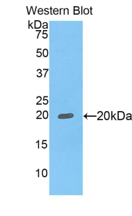 FCGBP Antibody - Western blot of recombinant FCGBP.  This image was taken for the unconjugated form of this product. Other forms have not been tested.