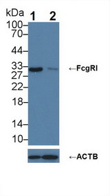 FCGR1A / CD64 Antibody - Knockout Varification: Lane 1: Wild-type MCF7 cell lysate; Lane 2: FcgRI knockout MCF7 cell lysate; Predicted MW: 38~42kDa Observed MW: 42kDa Primary Ab: 1µg/ml Rabbit Anti-Human FcgRI Antibody Second Ab: 0.2µg/mL HRP-Linked Caprine Anti-Rabbit IgG Polyclonal Antibody