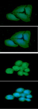 FCGR1A / CD64 Antibody - ICC/IF analysis of FCGR1A in HeLa cells line, stained with DAPI (Blue) for nucleus staining and monoclonal anti-human FCGR1A antibody (1:100) with goat anti-mouse IgG-Alexa fluor 488 conjugate (Green).ICC/IF analysis of FCGR1A in Jurkat cells line, stained with DAPI (Blue) for nucleus staining and monoclonal anti-human FCGR1A antibody (1:100) with goat anti-mouse IgG-Alexa fluor 488 conjugate (Green).