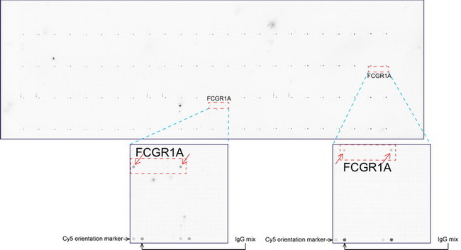 FCGR1A / CD64 Antibody - OriGene overexpression protein microarray chip was immunostained with UltraMAB anti-FCGR1A mouse monoclonal antibody. The positive reactive proteins are highlighted with two red arrows in the enlarged subarray. All the positive controls spotted in this subarray are also labeled for clarification.