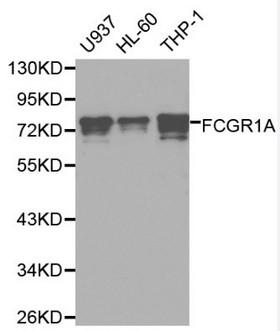 FCGR1A / CD64 Antibody - Western blot of FCGR1A pAb in extracts from U937, HL-60 and THP-1 cells.