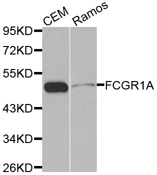 FCGR1A / CD64 Antibody - Western blot analysis of extracts of various cell lines.