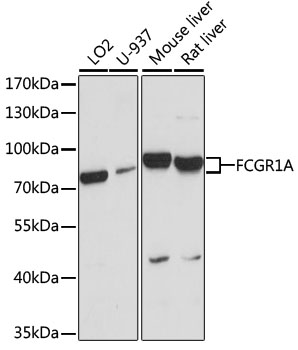 FCGR1A / CD64 Antibody - Western blot analysis of extracts of various cell lines, using FCGR1A antibody at 1:1000 dilution. The secondary antibody used was an HRP Goat Anti-Rabbit IgG (H+L) at 1:10000 dilution. Lysates were loaded 25ug per lane and 3% nonfat dry milk in TBST was used for blocking.