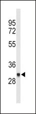 FCGR1B Antibody - Western blot of FCGR1B Antibody in CEM cell line lysates (35 ug/lane). FCGR1B (arrow) was detected using the purified antibody.