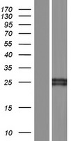 FCGR1B Protein - Western validation with an anti-DDK antibody * L: Control HEK293 lysate R: Over-expression lysate