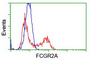 FCGR2 / CD32 Antibody - HEK293T cells transfected with either pCMV6-ENTRY FCGR2A (Red) or empty vector control plasmid (Blue) were immunostained with anti-FCGR2A mouse monoclonal(Dilution 1:1,000), and then analyzed by flow cytometry.