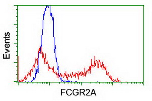 FCGR2 / CD32 Antibody - HEK293T cells transfected with either overexpress plasmid (Red) or empty vector control plasmid (Blue) were immunostained by anti-FCGR2A antibody, and then analyzed by flow cytometry.