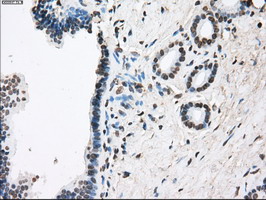 FCGR2 / CD32 Antibody - IHC of paraffin-embedded pancreas tissue using anti-FCGR2A mouse monoclonal antibody. (Dilution 1:50).
