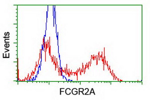 FCGR2 / CD32 Antibody - HEK293T cells transfected with either overexpress plasmid (Red) or empty vector control plasmid (Blue) were immunostained by anti-FCGR2A antibody, and then analyzed by flow cytometry.