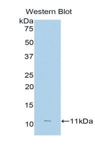 FCGR3A / CD16A Antibody - Western blot of recombinant FCGR3A / CD16A.