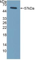 FCGR3A / CD16A Antibody - Western Blot; Sample: Recombinant FcgR3A, Mouse.