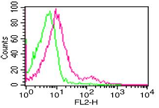 FCGR3A / CD16A Antibody - Fig-1: Cell Surface flow analysis of hCD16 in PBMC (Lymphocytes) using 0.5 µg/10^6 cells. Green represents isotype control; red represents anti-hCD16 antibody. Goat anti-mouse PE conjugated secondary antibody was used.