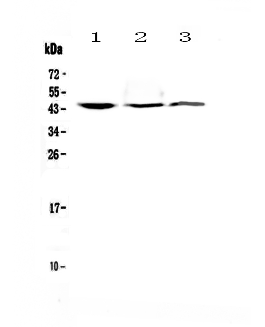 FCGR3A / CD16A Antibody - Western blot - Anti-CD16 Picoband antibody
