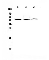 FCGR3A / CD16A Antibody - Western blot - Anti-CD16 Picoband antibody