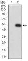 FCGR3B / CD16B Antibody - Western blot analysis using CD16B mAb against HEK293 (1) and CD16B (AA: 17-200)-hIgGFc transfected HEK293 (2) cell lysate.