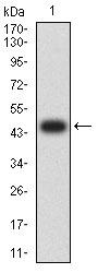 FCGR3B / CD16B Antibody - Western blot analysis using CD16B mAb against human CD16B (AA: 17-200) recombinant protein. (Expected MW is 46.8 kDa)