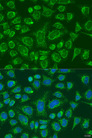 FCGR3B / CD16B Antibody - Immunofluorescence analysis of U2OS cells using FCGR3B antibody at dilution of 1:100. Blue: DAPI for nuclear staining.