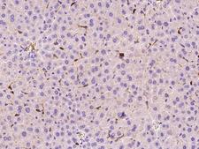 Fcgr4 Antibody - Immunochemical staining of mouse FCGR4 in mouse liver with rabbit polyclonal antibody at 1:200 dilution, formalin-fixed paraffin embedded sections.