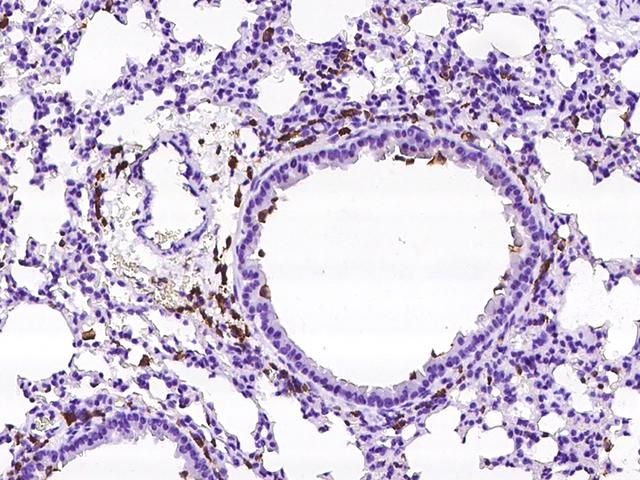 Fcgr4 Antibody - Immunochemical staining of mouse FCGR4 in mouse lung with rabbit polyclonal antibody at 1:200 dilution, formalin-fixed paraffin embedded sections.