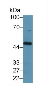 FCGRT / FCRN Antibody - Western Blot; Sample: Human HepG2 cell lysate; Primary Ab: 1µg/ml Rabbit Anti-Human FcgRT Antibody Second Ab: 0.2µg/mL HRP-Linked Caprine Anti-Rabbit IgG Polyclonal Antibody
