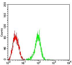 FCGRT / FCRN Antibody - Flow cytometric analysis of HL-60 cells using FCGRT mouse mAb (green) and negative control (red).