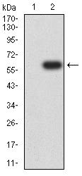 FCGRT / FCRN Antibody - Western blot analysis using FCGRT mAb against HEK293 (1) and FCGRT (AA: extra 24-297)-hIgGFc transfected HEK293 (2) cell lysate.