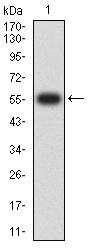 FCGRT / FCRN Antibody - Western blot analysis using FCGRT mAb against human FCGRT (AA: extra 24-297) recombinant protein. (Expected MW is 56.3 kDa)