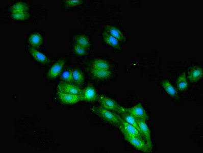 FCGRT / FCRN Antibody