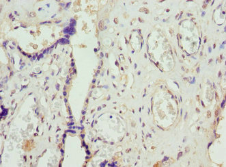 FCGRT / FCRN Antibody - Immunohistochemistry of paraffin-embedded human placenta tissue using FCGRT Antibody at dilution of 1:100